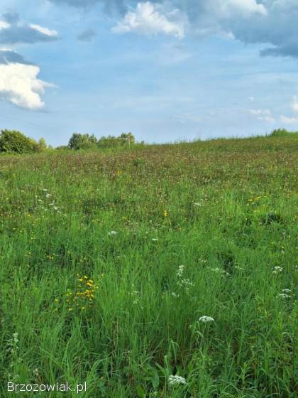 Działka na sprzedaż -  Golcowa -  27 arów