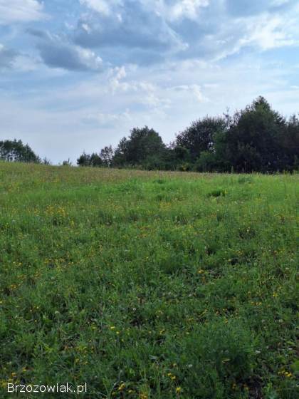 Działka na sprzedaż -  Golcowa -  27 arów