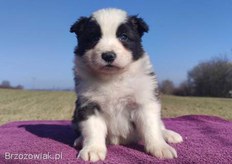 Rasowy Pies Border Collie -  TOMI z pełną dok.  z hodowli do odbioru