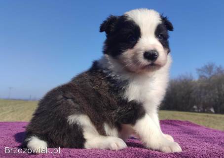 Rasowy Pies Border Collie -  TOMI z pełną dok.  z hodowli do odbioru