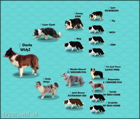 Rasowy Pies Border Collie -  TOMI z pełną dok.  z hodowli do odbioru