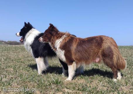 Rasowy Pies Border Collie -  TOMI z pełną dok.  z hodowli do odbioru