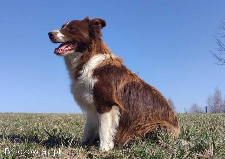 Rasowy Pies Border Collie -  TOMI z pełną dok.  z hodowli do odbioru