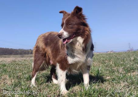 Rasowy Pies Border Collie -  TOMI z pełną dok.  z hodowli do odbioru