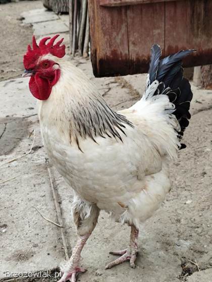 Koguty