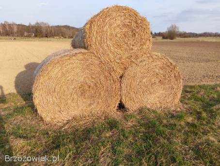 Sprzedam pszenicę i słomę