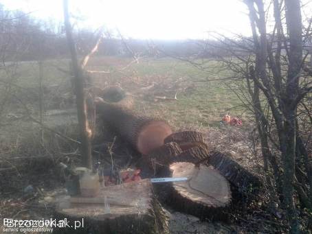 WYCINKA DRZEW,  FREZOWANIE PNI,  KOSZENIE TRAWNIKÓW,  UTRZYMANIE ZIELENI