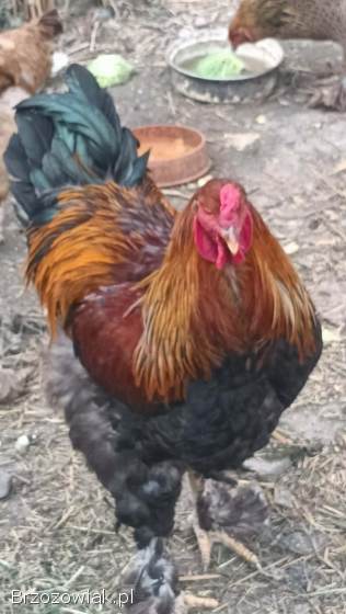 Sprzedam koguta brahme