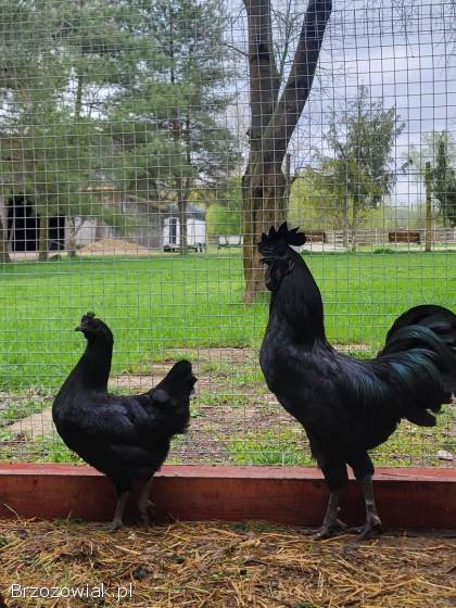 Jaja Lęgowe Volwerk,  Ayam Cemani,  Silka,  Białoczub