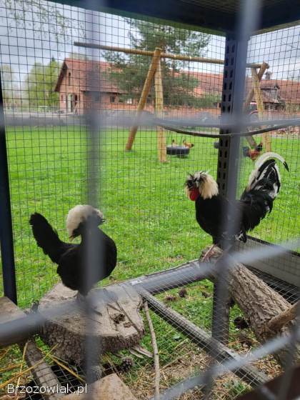 Jaja Lęgowe Volwerk,  Ayam Cemani,  Silka,  Białoczub