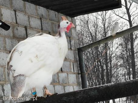 Jaja lęgowe perliczek