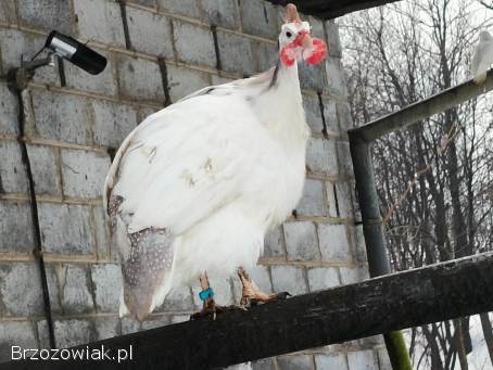 Jaja lęgowe perliczek
