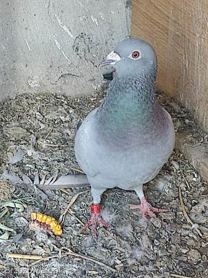Golebie pocztowe