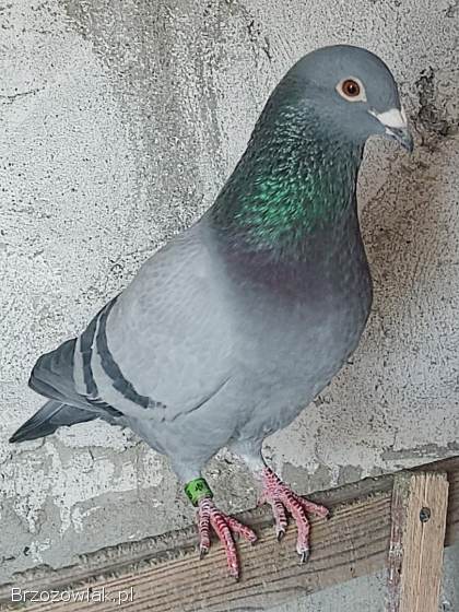 Golebie pocztowe