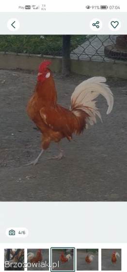 Kogut Fryzyjskie /Fryzyjski