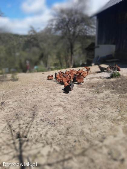 Kura nioska do sprzedania