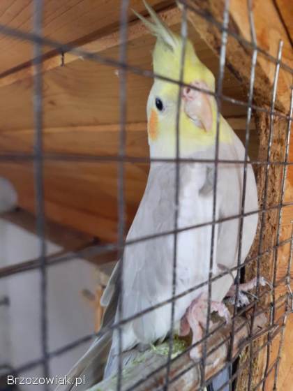 Papugi