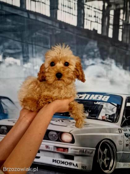 Rasowy pudelek toy maltipoo