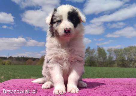 Cudowny Border Collie blue merle,  pies z hodowli,  pełna dok.
