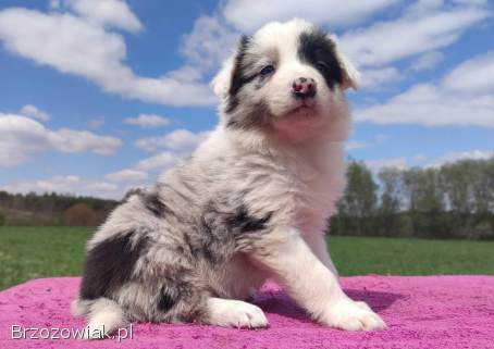 Cudowny Border Collie blue merle,  pies z hodowli,  pełna dok.
