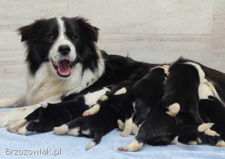 Cudowny Border Collie blue merle,  pies z hodowli,  pełna dok.