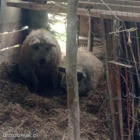 Świnia mangalica