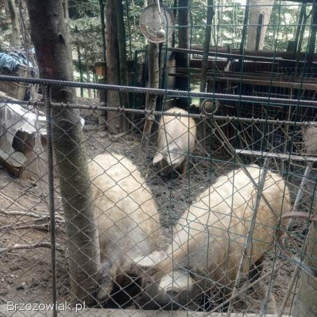 Świnia mangalica