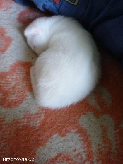 Kotki