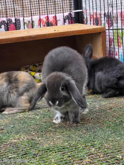 Królik baranek miniaturowy mini lop