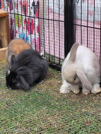 Królik baranek miniaturowy mini lop
