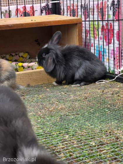 Królik baranek miniaturowy mini lop