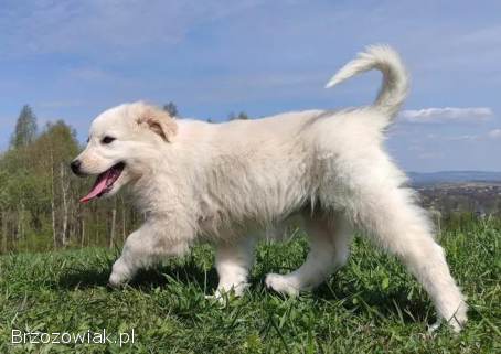 Rasowa suczka XJA ee-red Border Collie z pełną dok.  przebadani rodzice
