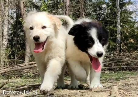 Rasowa suczka XJA ee-red Border Collie z pełną dok.  przebadani rodzice