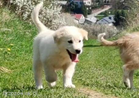 Rasowa suczka XJA ee-red Border Collie z pełną dok.  przebadani rodzice