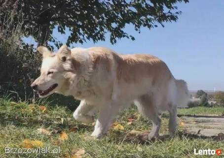 Rasowa suczka XJA ee-red Border Collie z pełną dok.  przebadani rodzice