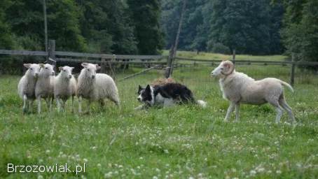 Rasowa suczka XJA ee-red Border Collie z pełną dok.  przebadani rodzice