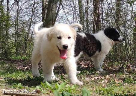 Rasowa suczka XJA ee-red Border Collie z pełną dok.  przebadani rodzice