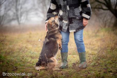 Figa -  suczka w typie corgi,  wesoła