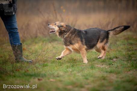 Figa -  suczka w typie corgi,  wesoła