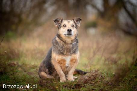Figa -  suczka w typie corgi,  wesoła