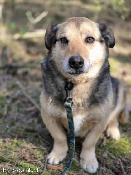 Figa -  suczka w typie corgi,  wesoła