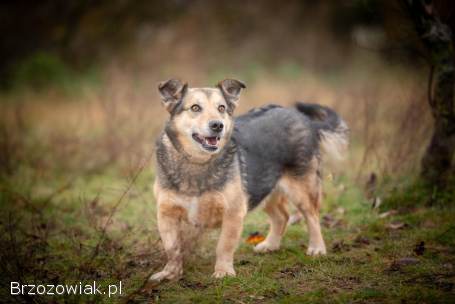 Figa -  suczka w typie corgi,  wesoła