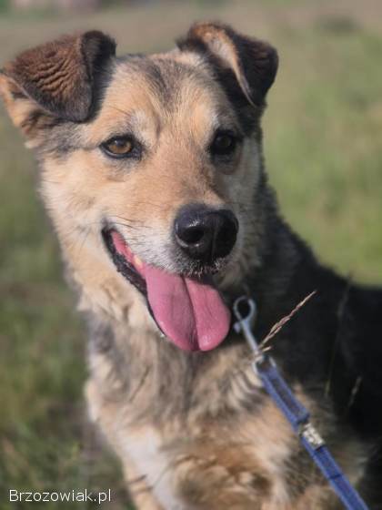 Figa -  suczka w typie corgi,  wesoła