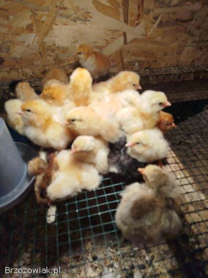 Kurczęta nioski/Rossa/leghorn/lohman