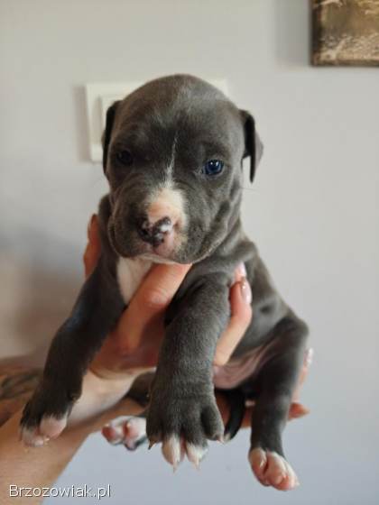Szczenięta Amstaff Rezerwacje