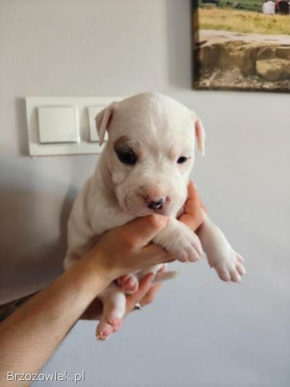 Szczenięta Amstaff Rezerwacje