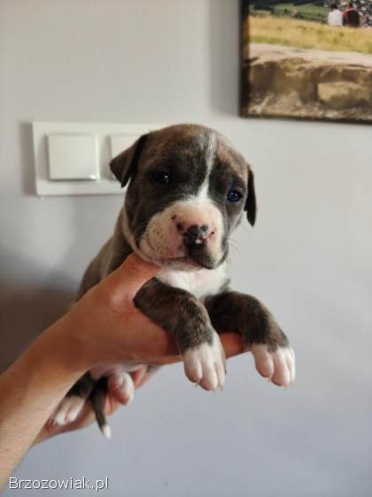 Szczenięta Amstaff Rezerwacje