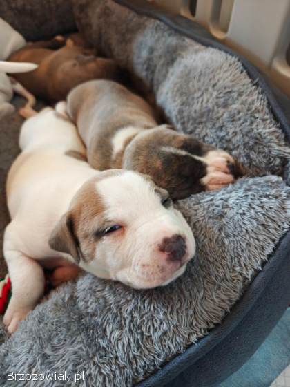 Szczenięta Amstaff Rezerwacje