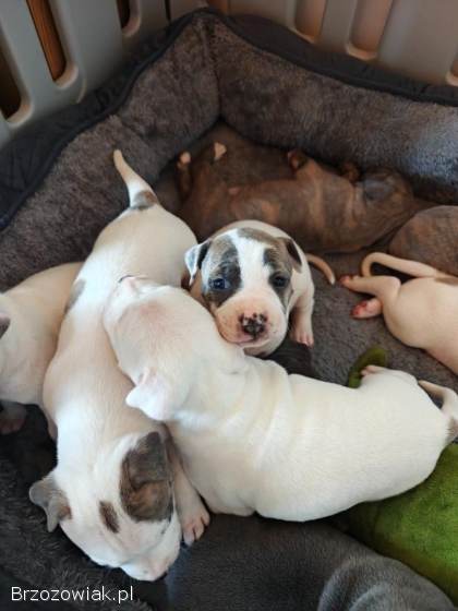 Szczenięta Amstaff Rezerwacje