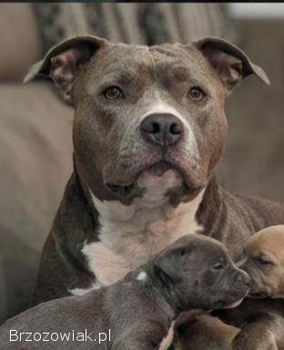 Szczenięta Amstaff Rezerwacje